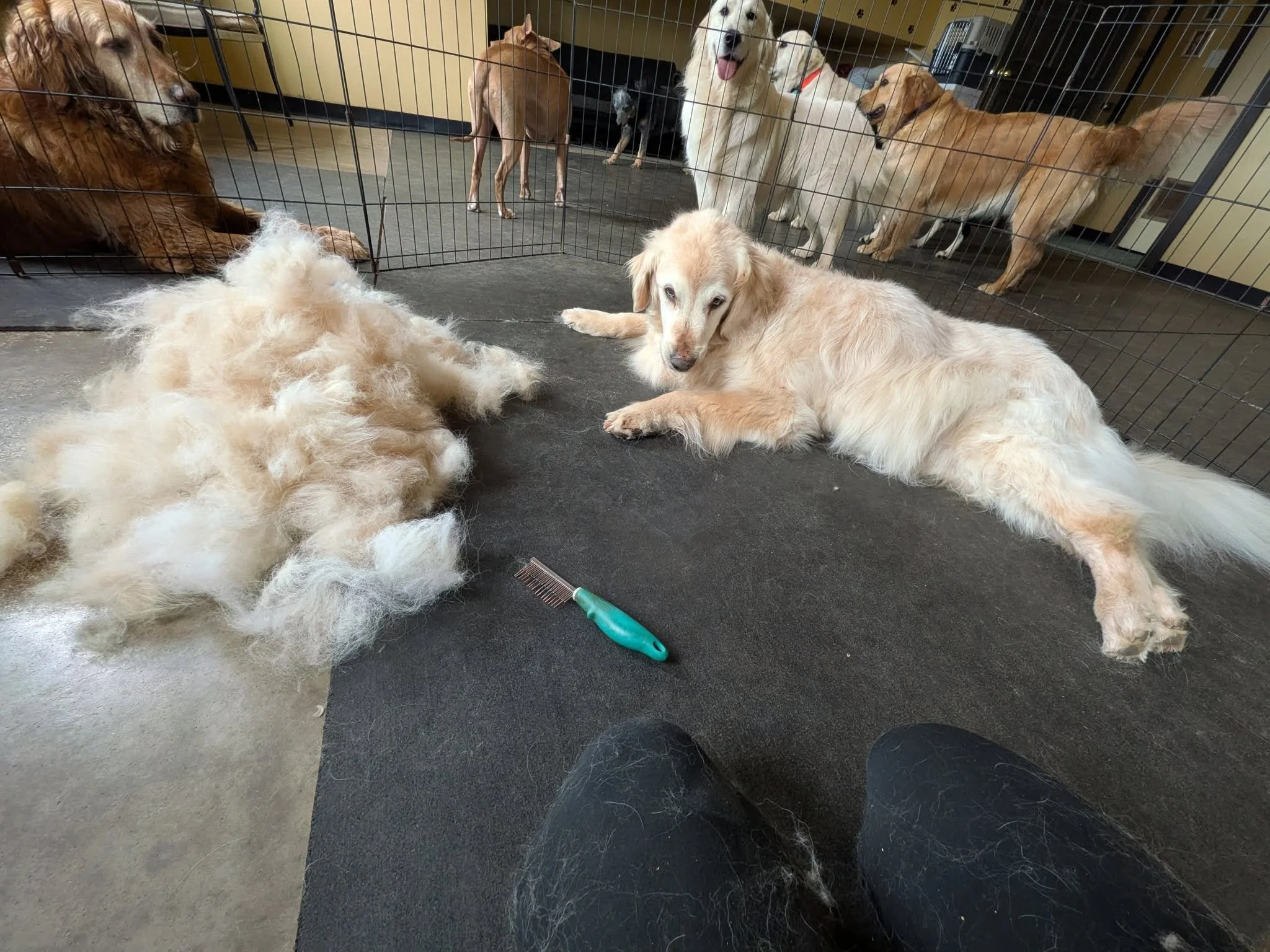 Several dogs inside a fenced enclosure, with one large dog lying on the floor, a Cheweenie puppy resting nearby, and other larger dogs standing behind the fence, including a golden retriever and a Labrador.