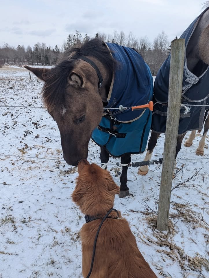 A brown dog and a gray horse are touching noses in a snowy field, with the horse wearing a blue blanket and the dog on a leash.
