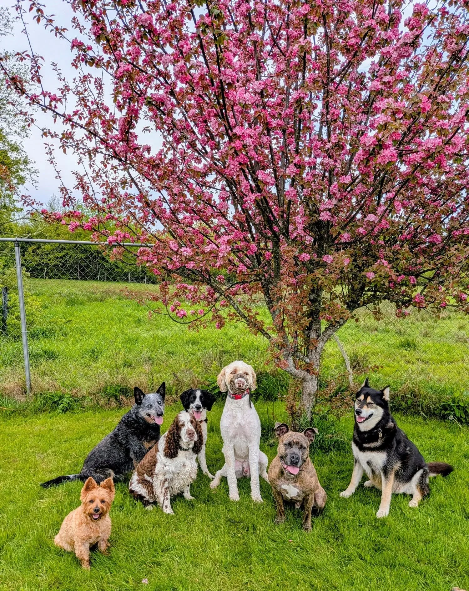 Group of dogs sitting and lying on grass under a pink flowering tree in a backyard, with a chain-link fence in the background.
