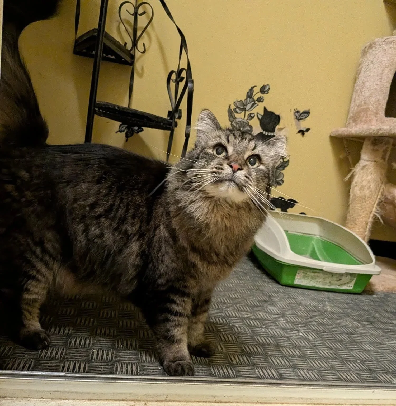 A tabby cat with green eyes and a pink nose standing on a textured gray surface in front of a green and white litter box, with a background featuring a yellow wall, a black metal shelf, and a wall decoration of a black cat silhouette with butterflies and floral designs.