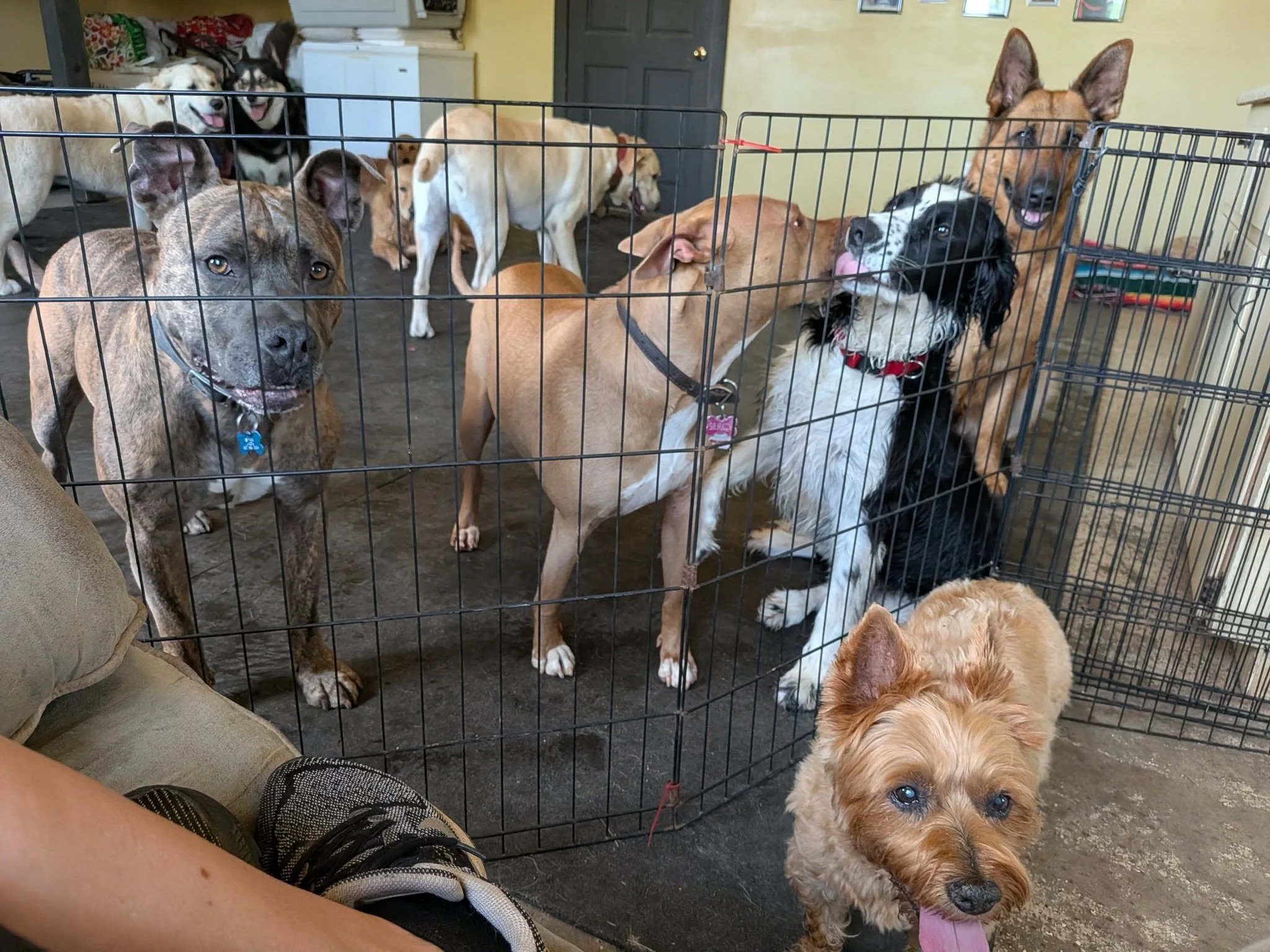 Multiple dogs behind a black wire fence inside a room, some with their tongues sticking out, one dog in the foreground with a brown curly coat, and others with various coat colors and patterns, some with tags on their collars.