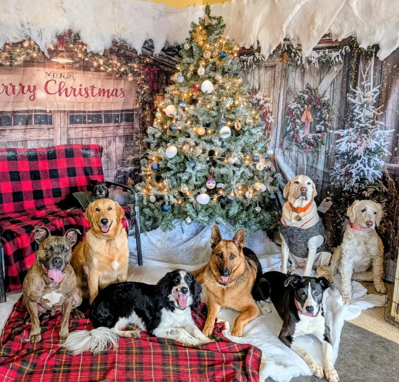 Multiple dogs of various breeds sitting and lying in front of a decorated Christmas tree with ornaments and lights. A wood-paneled wall with wreaths and a banner reading 'Merry Christmas' is in the background. A red and black plaid blanket covers part of the floor and seating area.