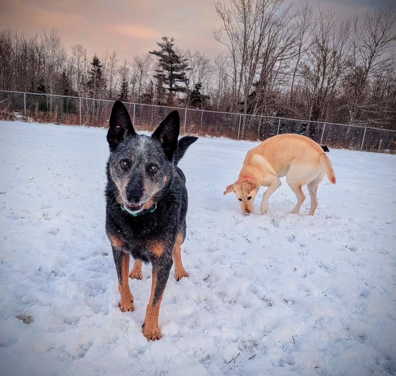 Two dogs playing in the snow outdoors with a fenced background and leafless trees, one is a black and tan mixed breed and the other is a yellow Labrador Retriever