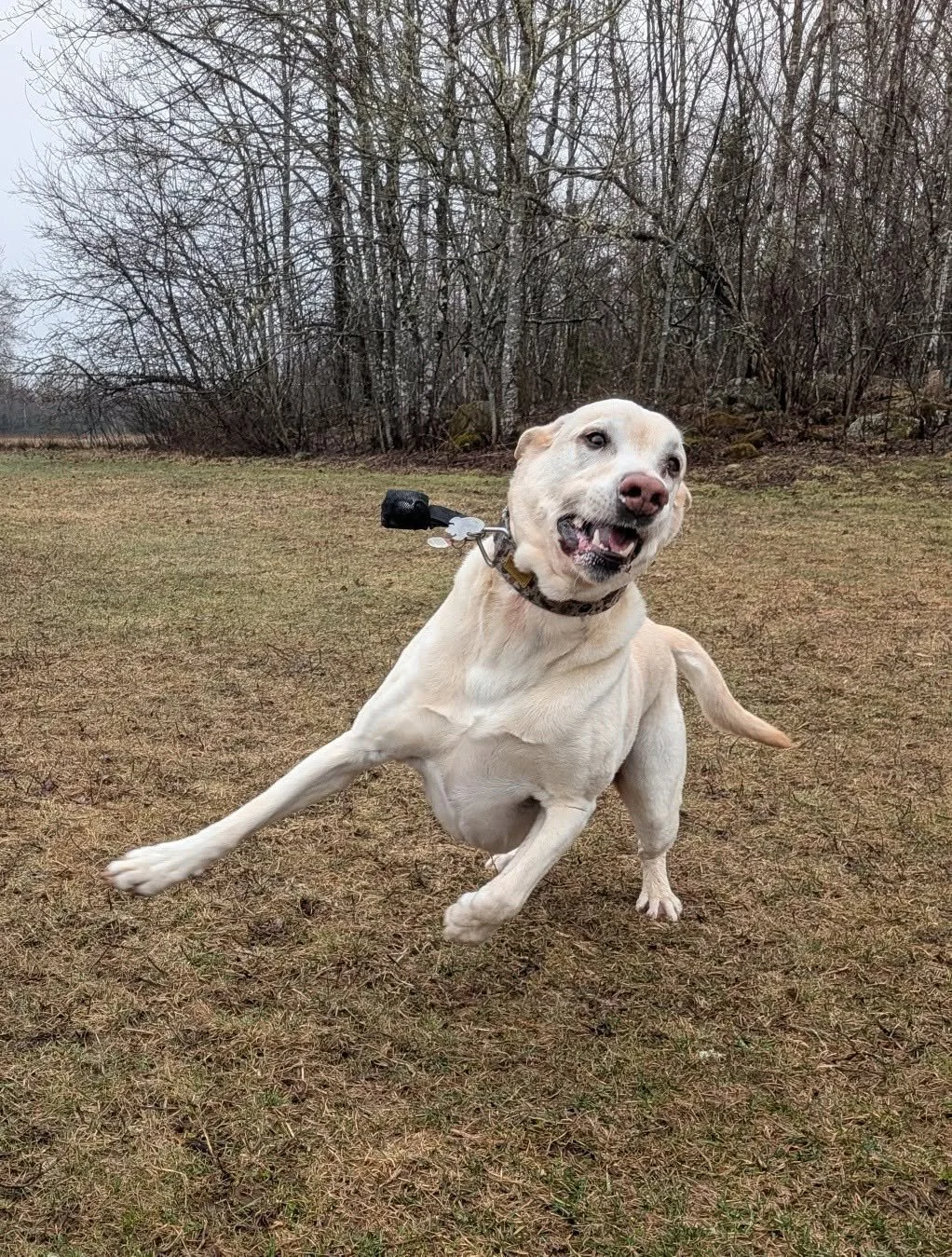 A happy Labrador retriever running outdoors on grass with a thrill snout, with leafless trees in the background.
