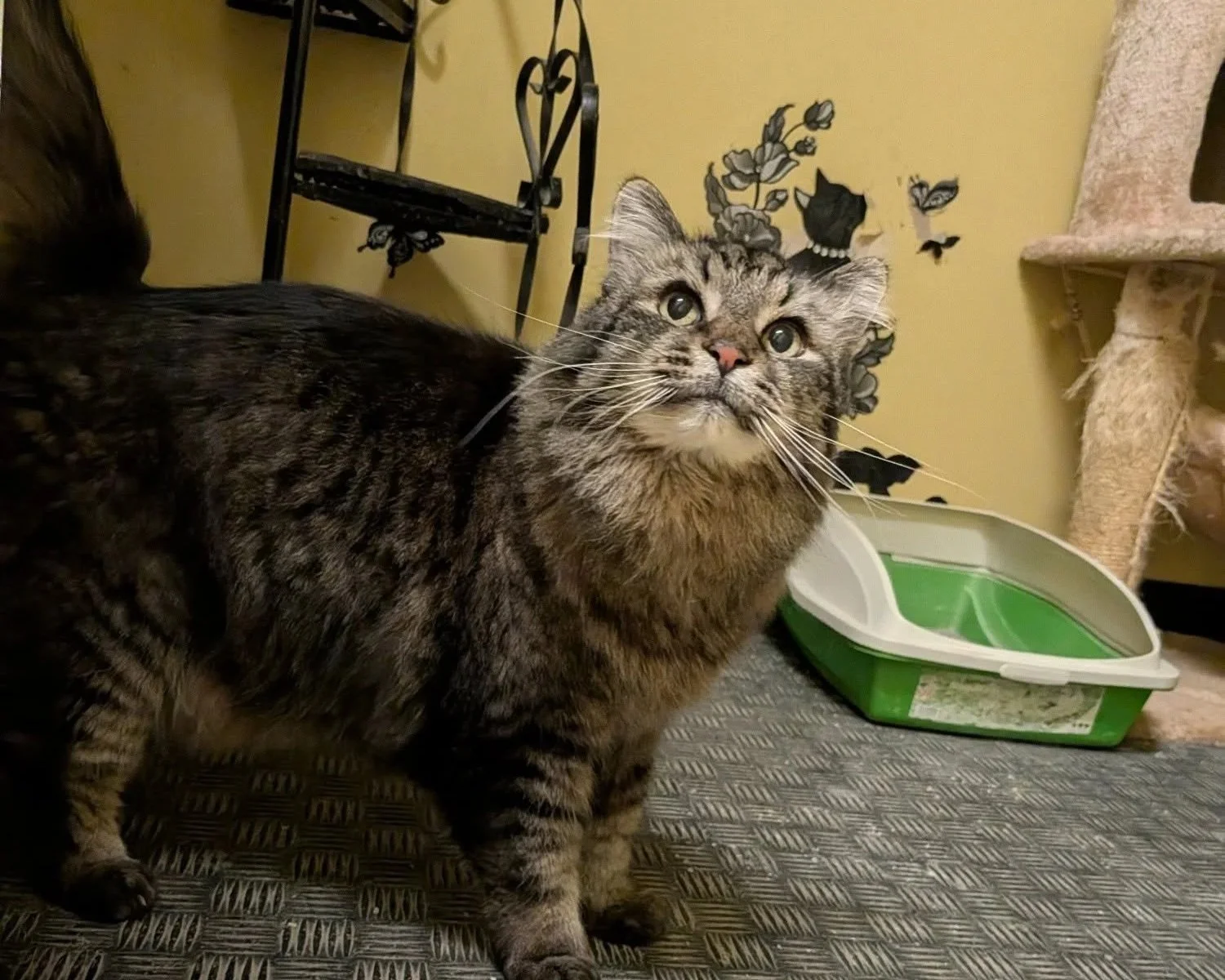 A tabby cat with a pink nose gazing upward, standing on a textured surface indoors. In the background, there is a yellow wall with black metal wall art, a green and white litter box, a beige cat tree, and a black cat silhouette wall decal.