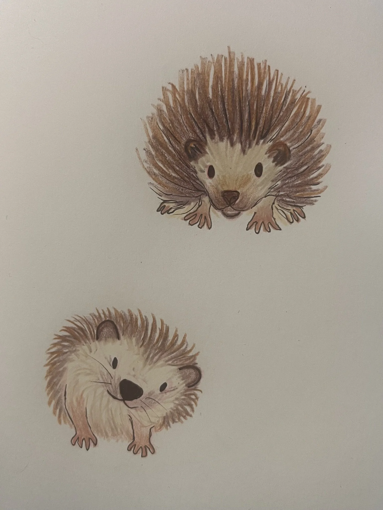 Hand-drawn illustrations of two hedgehogs, one facing forward and the other facing sideways, on a white background.