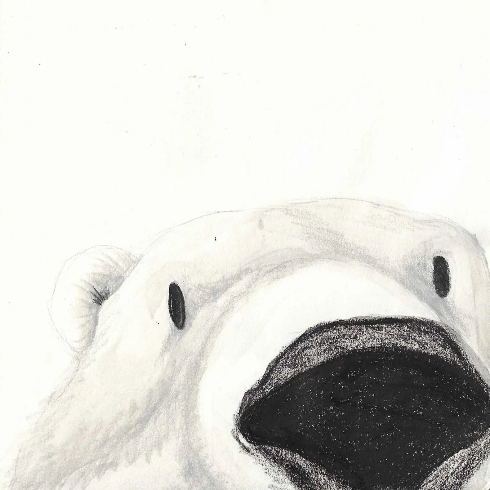 Close-up illustration of a polar bears face in black and white, with large eyes and a big nose, on a white background.