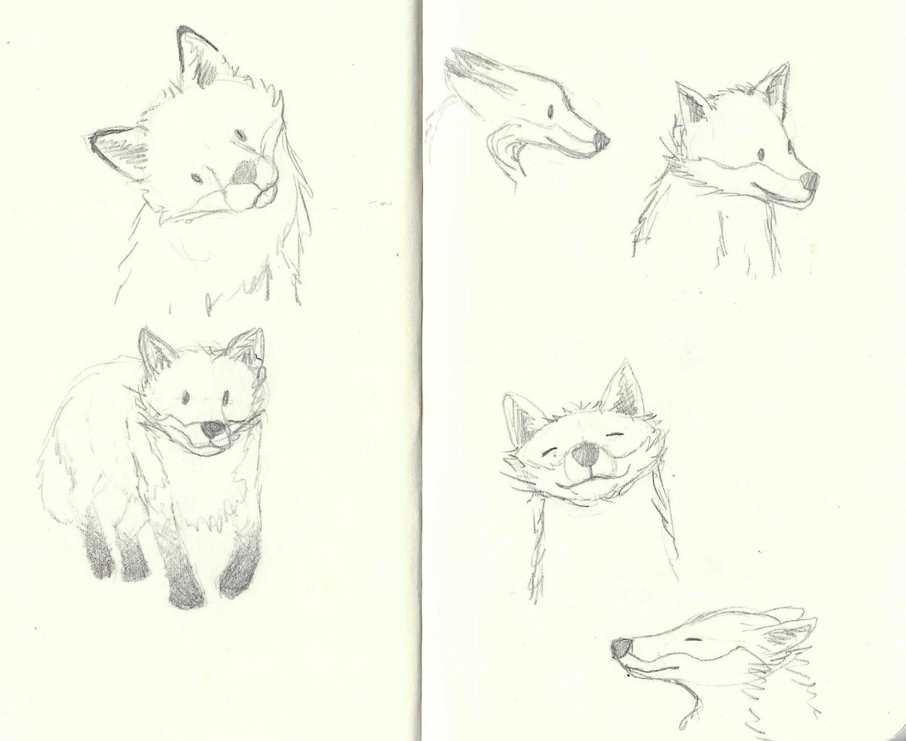 Multiple pencil sketches of different fox faces and a full-body fox, with various expressions and angles.