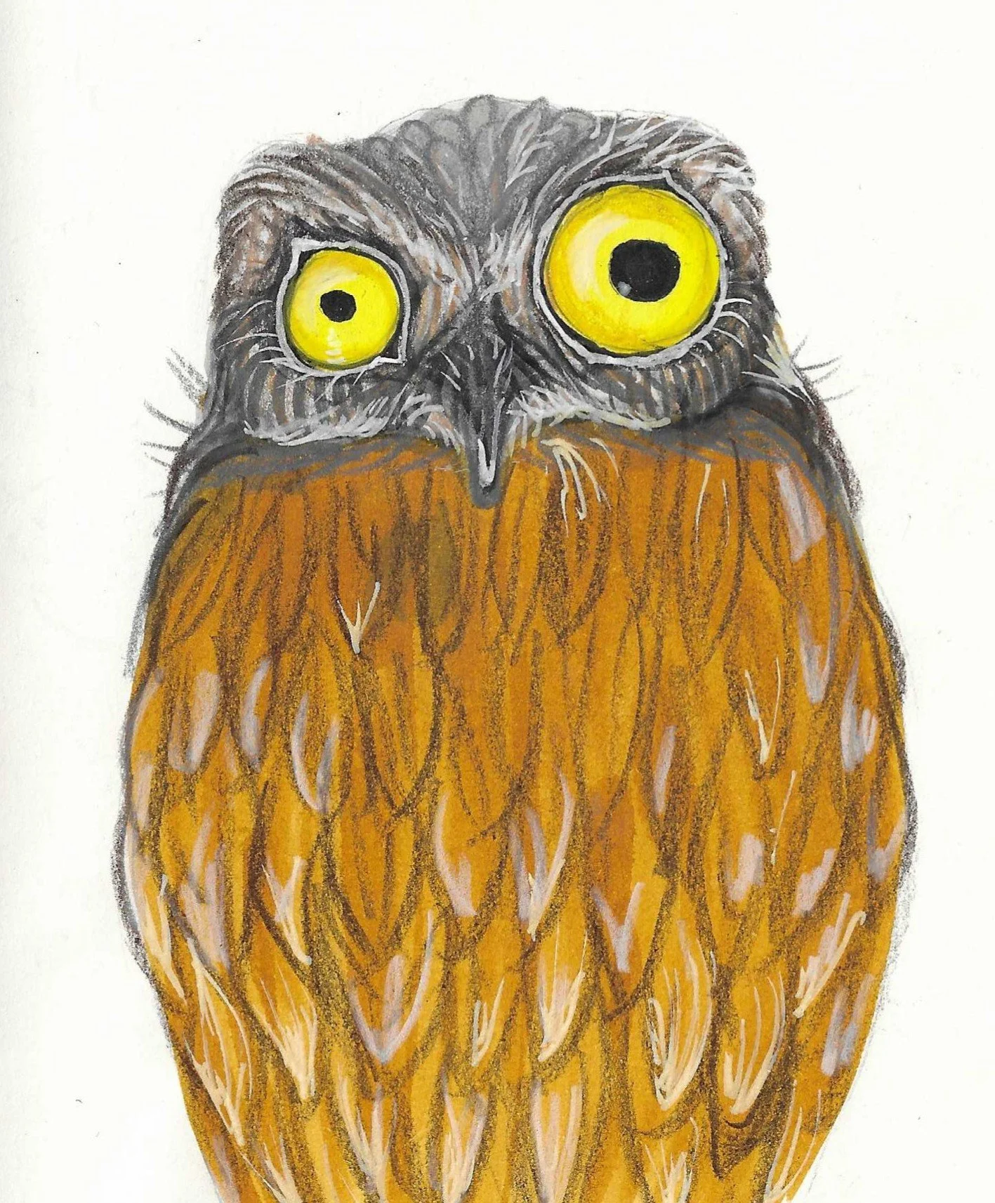 Hand-drawn illustration of an Potoo with large yellow wonky eyes, dark grey facial features, and brown feathers.