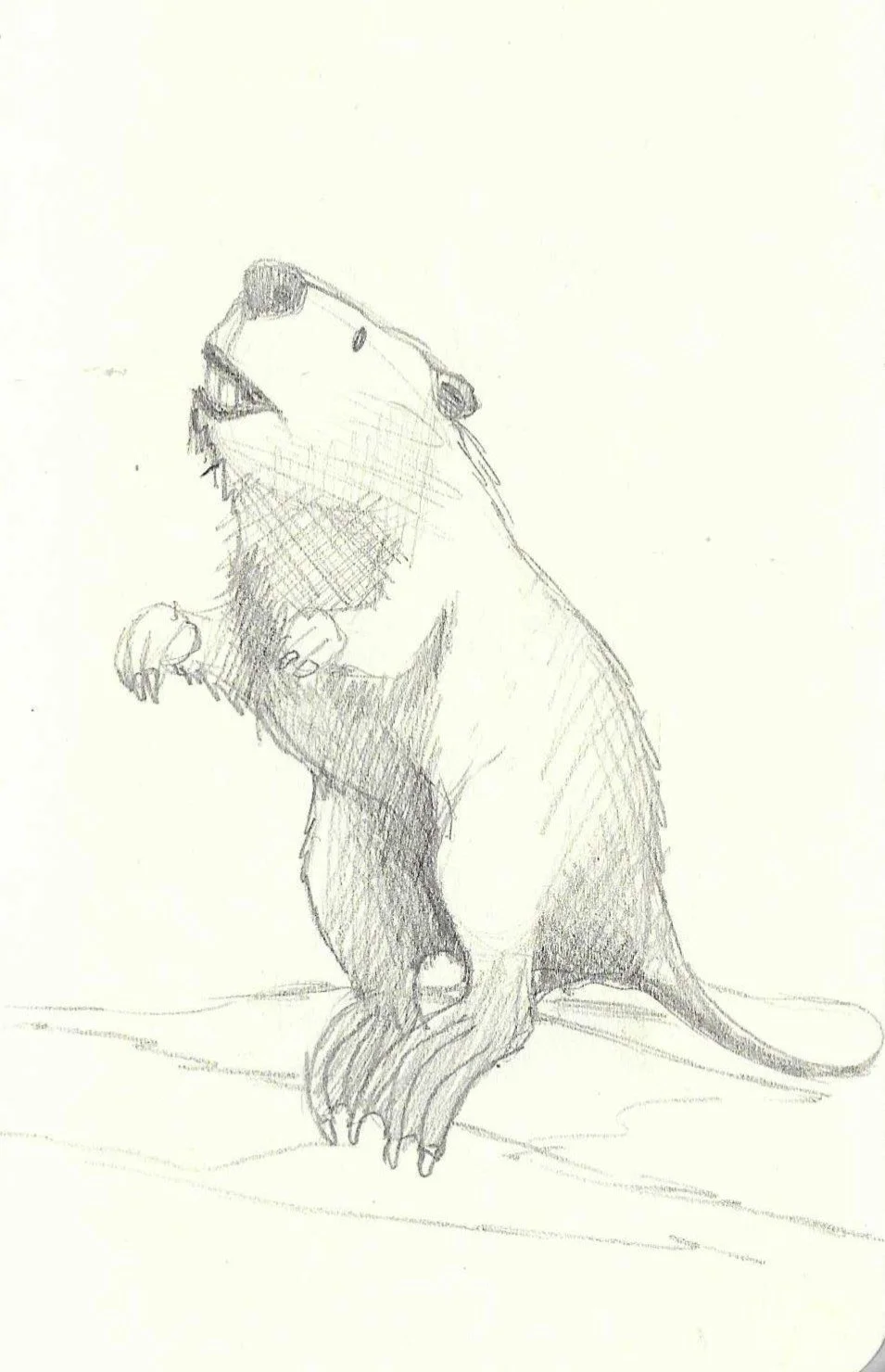 A hand-drawn sketch of a beaver standing on its hind legs with one paw raised.