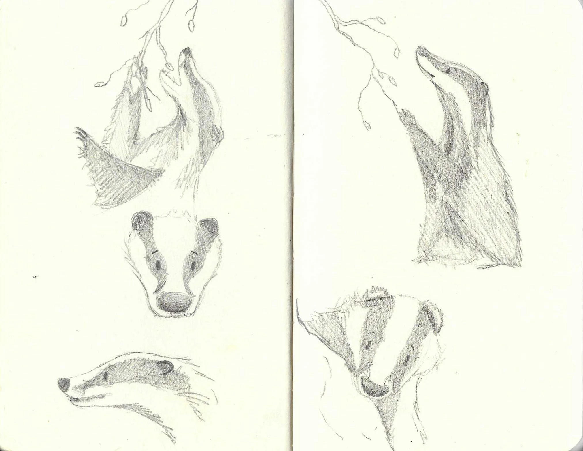 Pencil sketches of badgers in various poses.