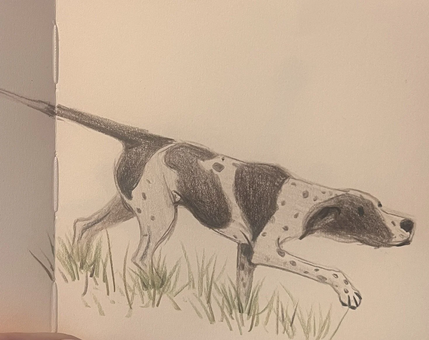 A pencil sketch of a Pointer dog walking through grass.