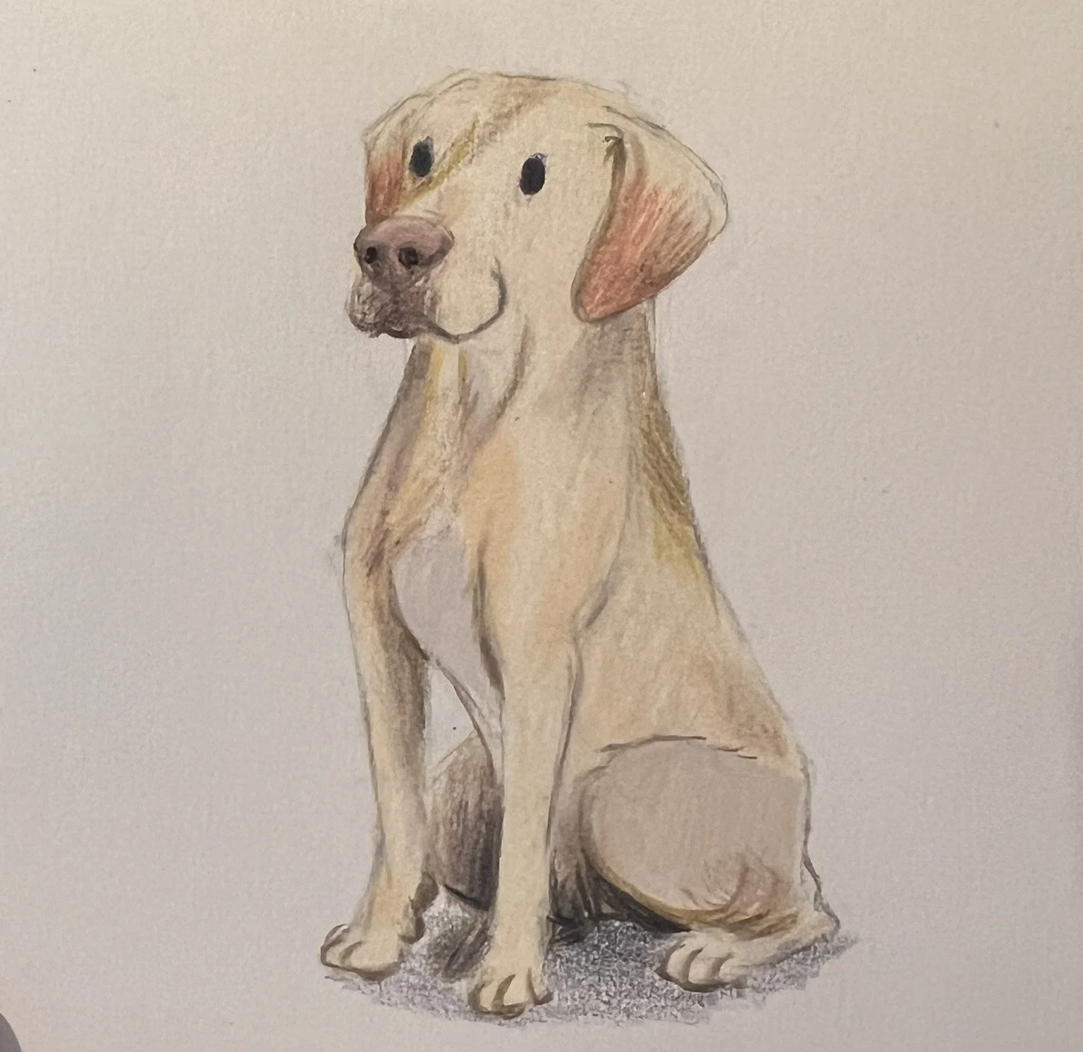 A realistic illustration of a sitting Labrador Retriever dog with a neutral background.
