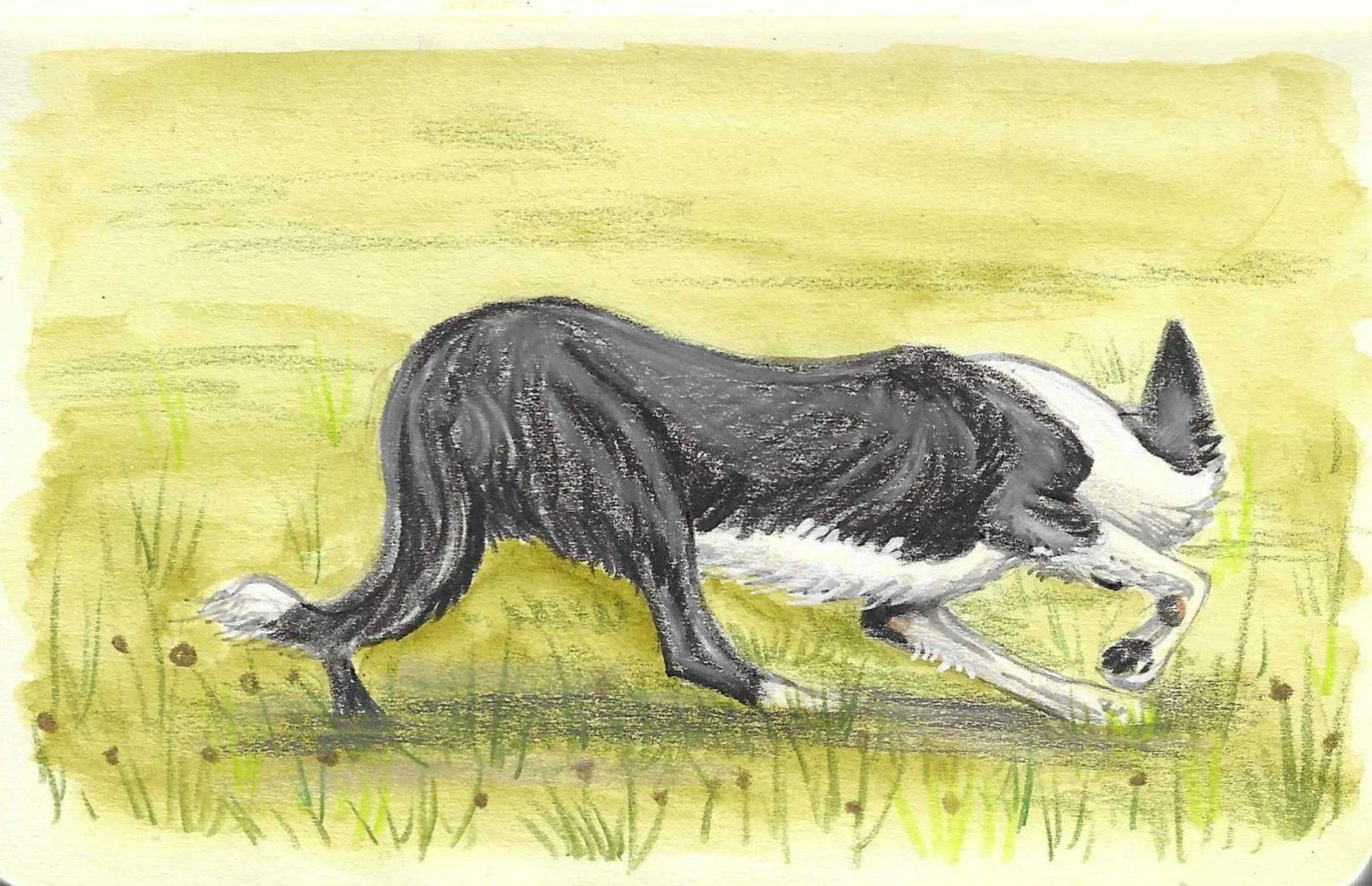 A black and white border collie stalking and playing in a grassy field with a yellow sky in the background.