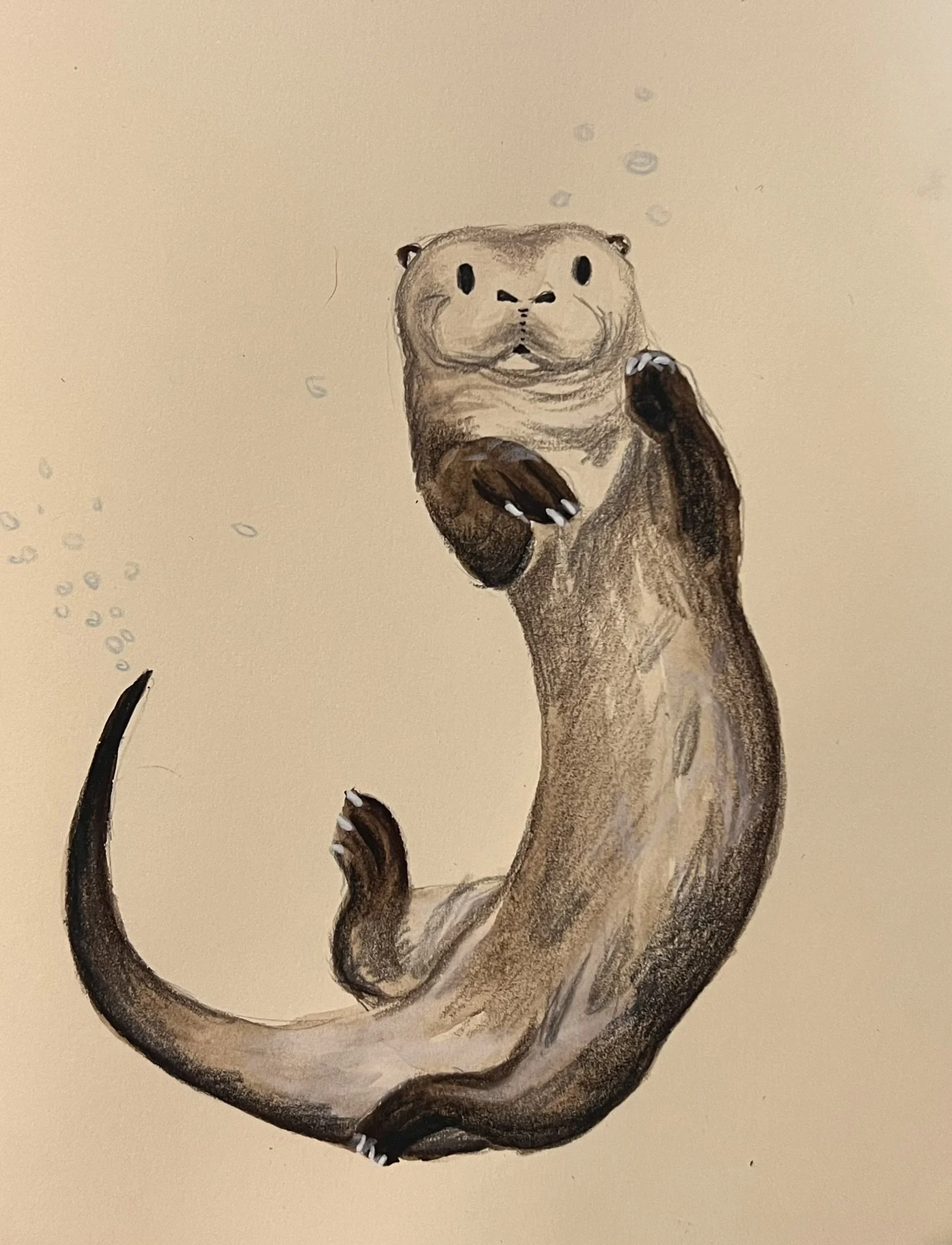 A detailed coloured watercolour and pencil drawing of an otter with its tail curled around its body and bubbles above its head.