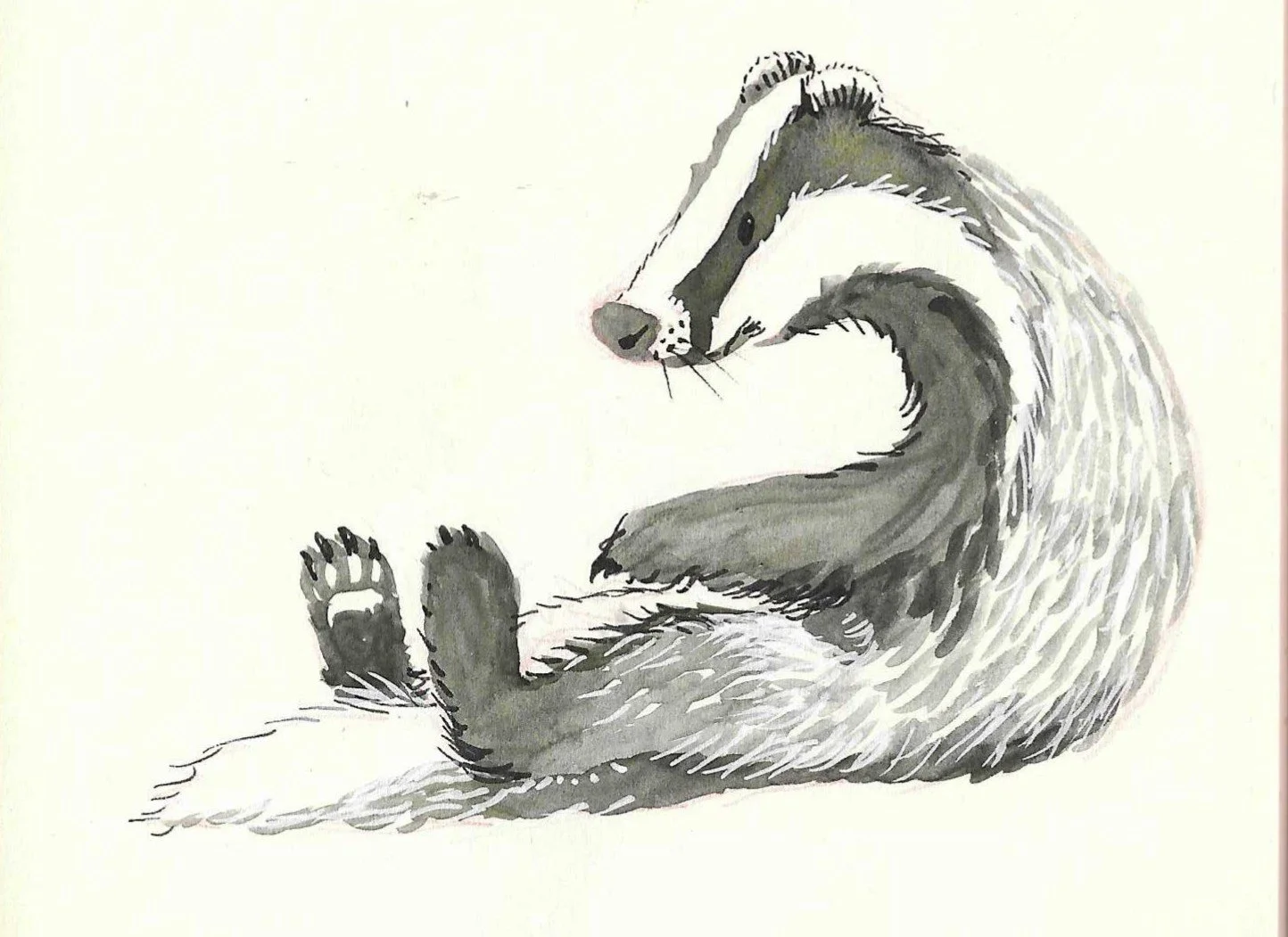 A watercolour illustration of a relaxed badger sitting with its back turned, head looking over against a light background.