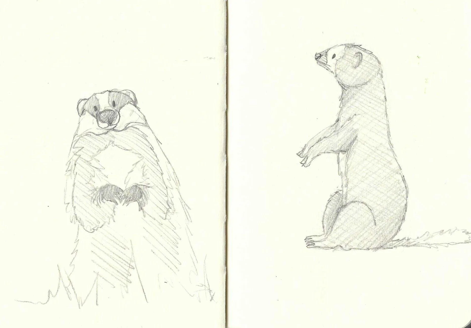 Two pencil sketches of animals: a badger on the left and a ferret on the right, both drawn on separate pages of a sketchbook.