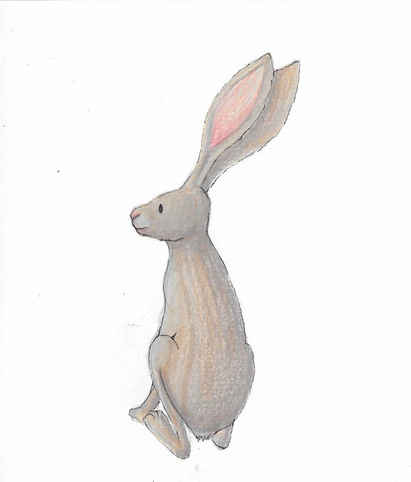 Hand-drawn illustration of a sitting hare with large ears, grey fur, and pink inner ears, drawn with coloured pencils.