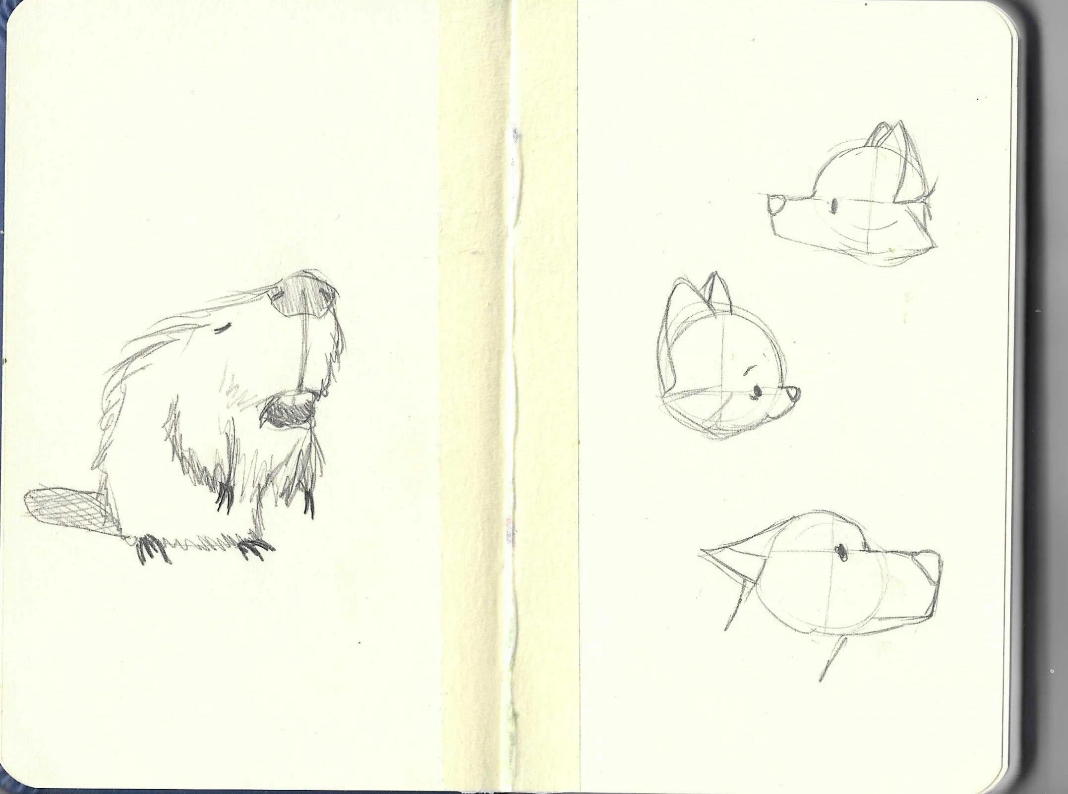 Sketches of animals, including a dog and a beaver, drawn on a sketchbook page.
