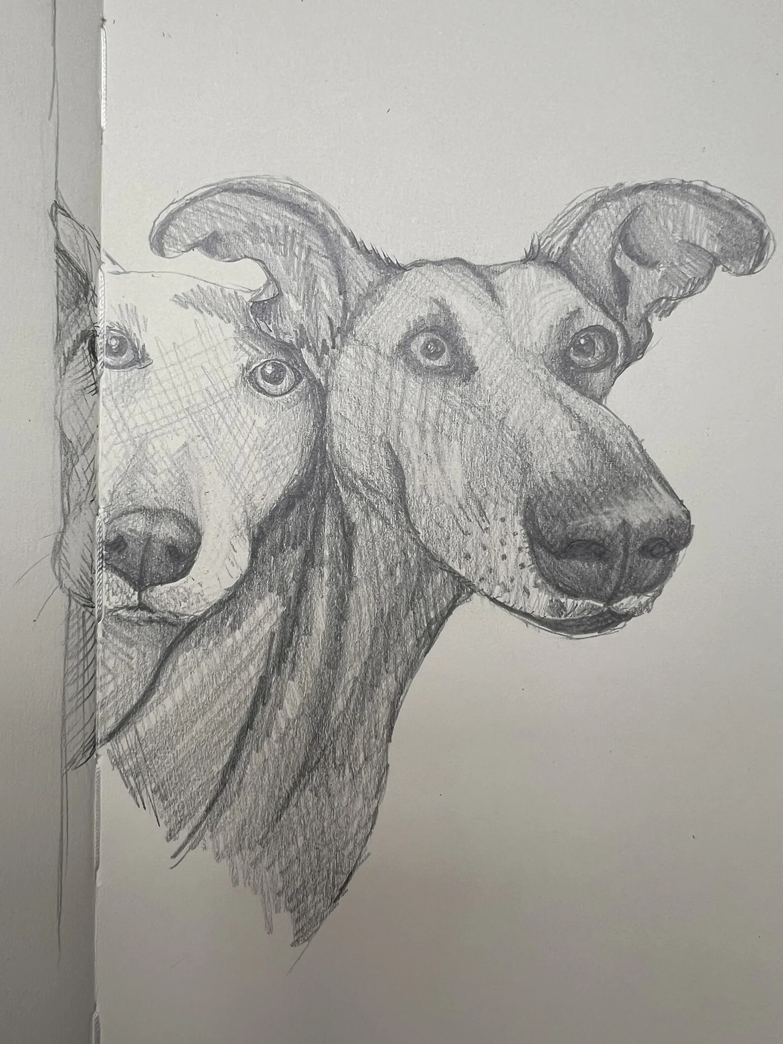 A pencil sketch of 2 dogs peeping around a corner with detailed shading and textured fur.