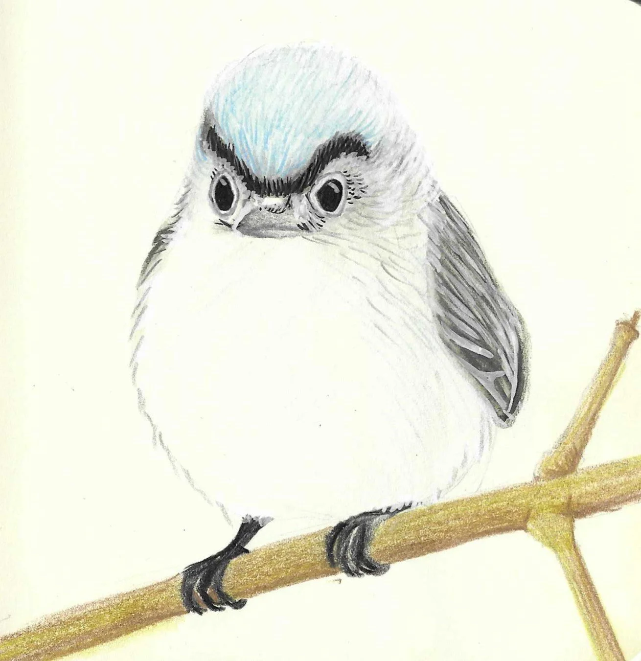 Hand-drawn illustration of a small bird with big eyes, perched on a thin branch.