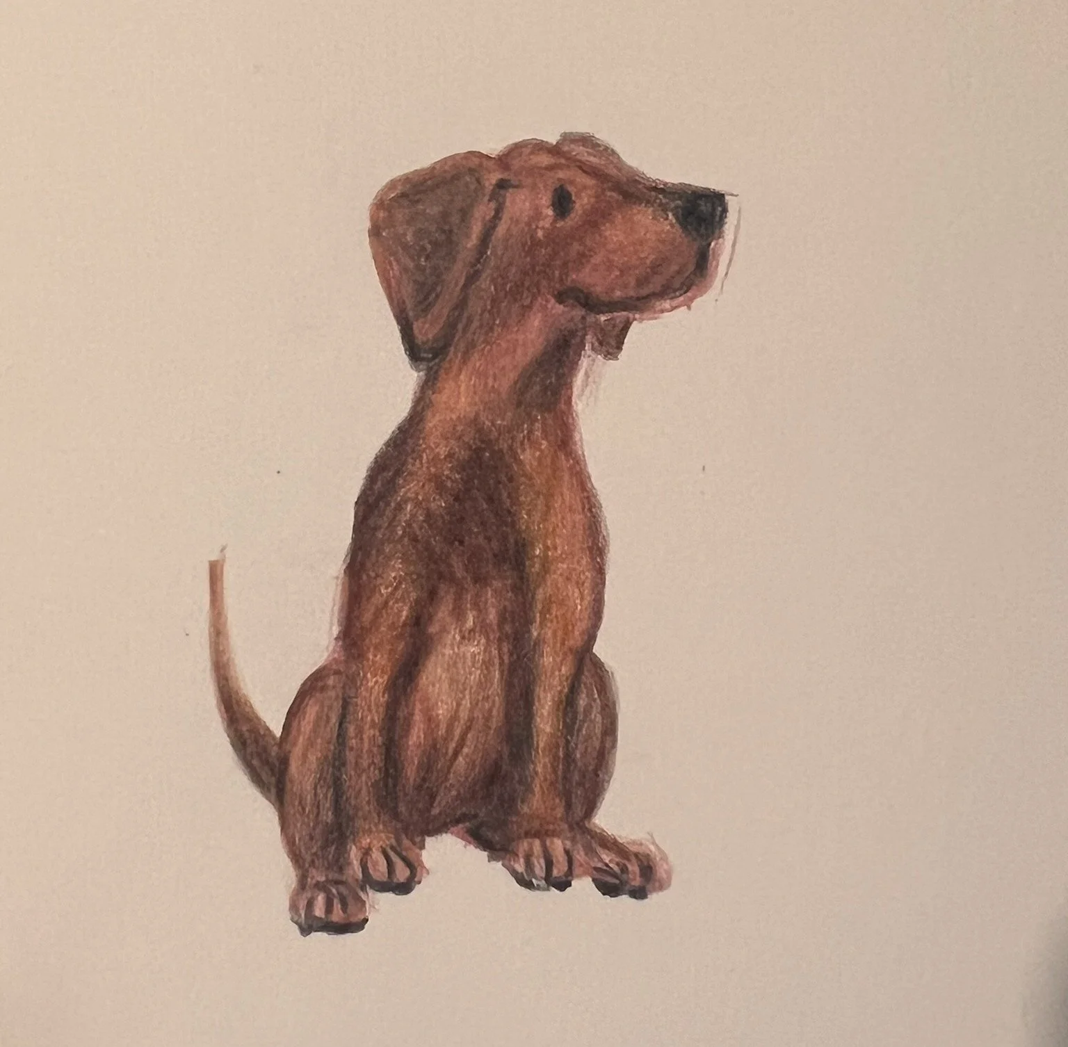 Hand-painted sketch of a sitting dog, possibly a dachshund, with brown fur against a plain background.