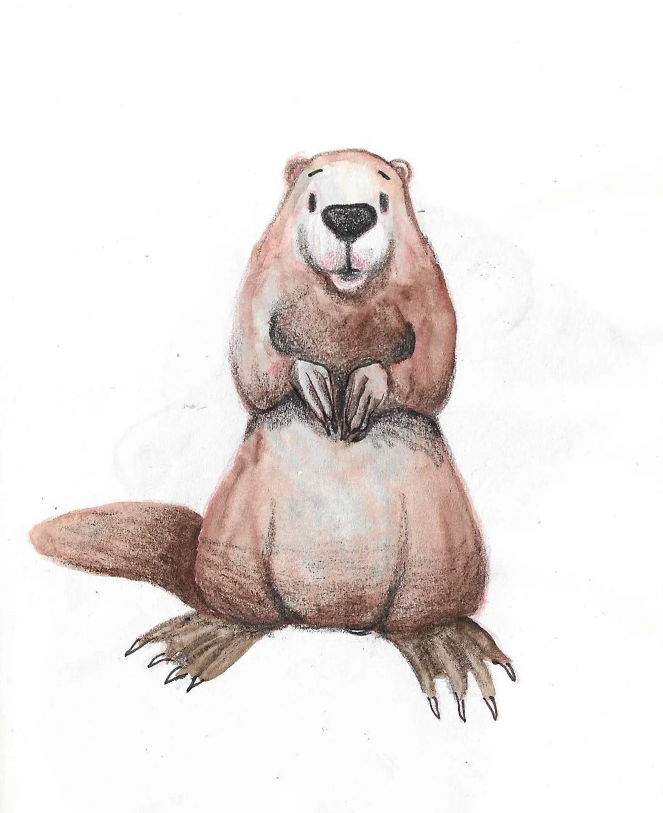 A watercolour illustration of an American beaver