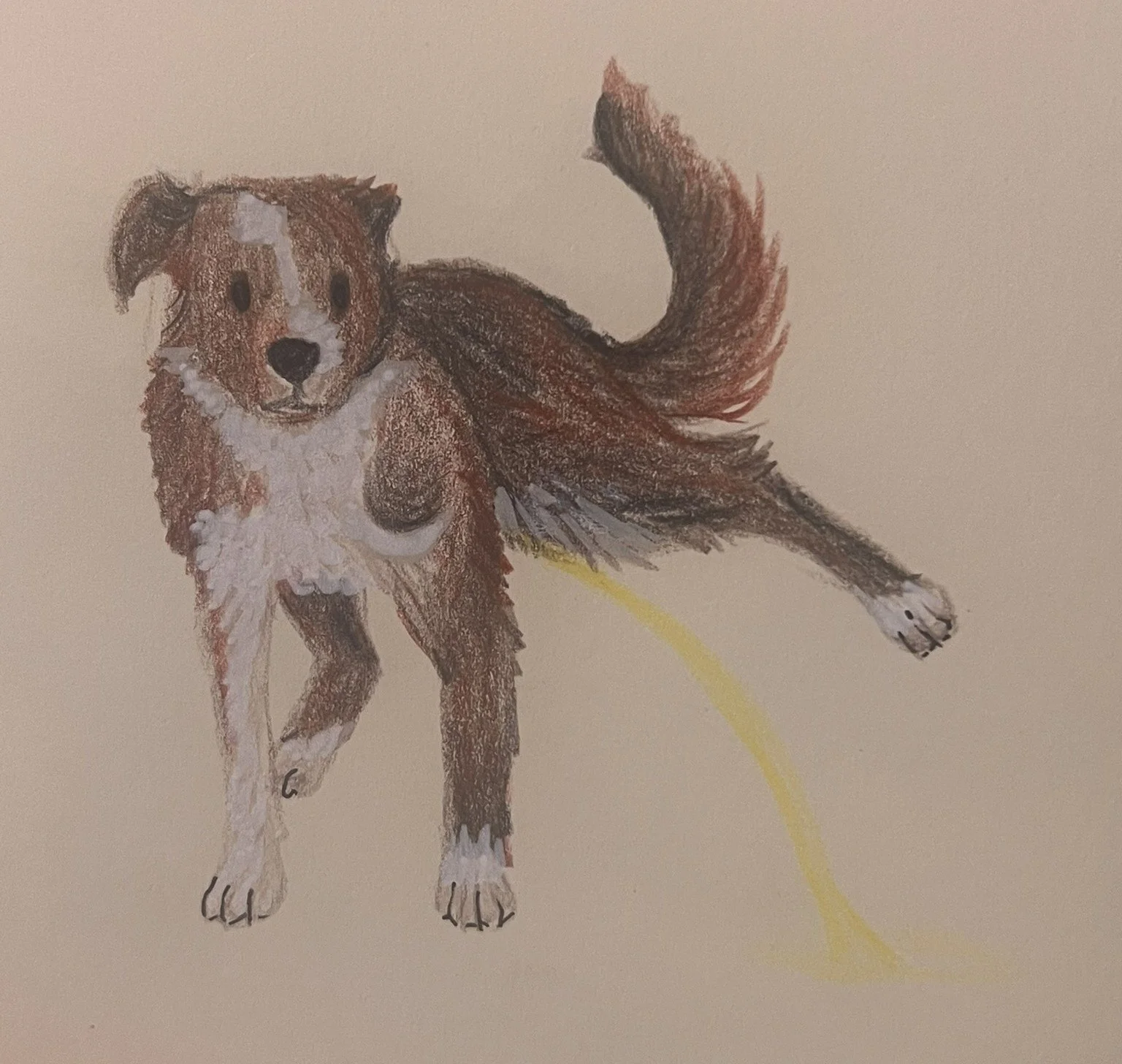 A colorful illustration of a dog with fluffy fur and a curly tail, standing on a light background, having a pee.