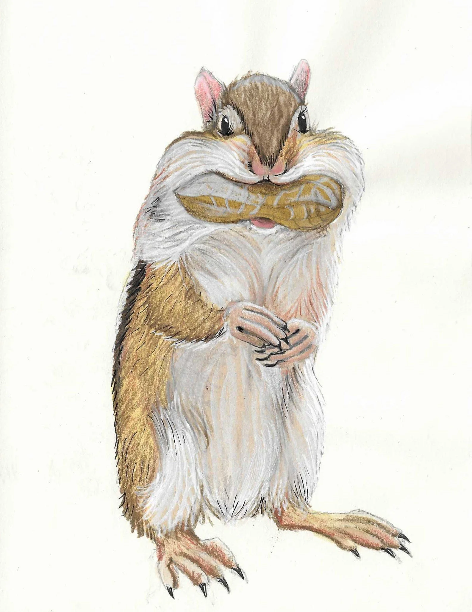 Drawing of a chipmunk holding a nut in its mouth with a mouth full of nuts