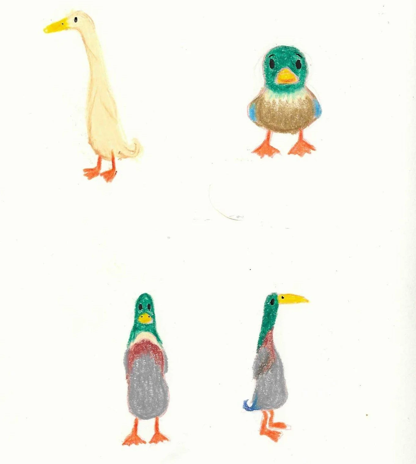 Colourful children's drawing of two ducks and two birds on a white background.