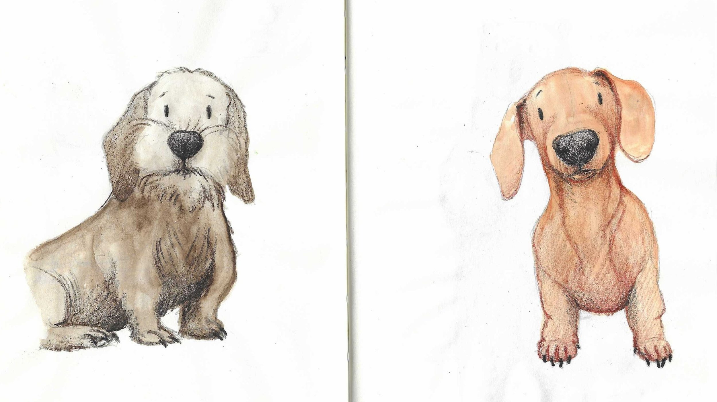 Two hand-drawn illustrations of Dachshund dogs on white paper; the left dog is a brown and white fluffy breed with long fur, and the right dog is a light brown dachshund with floppy ears and a smooth coat.