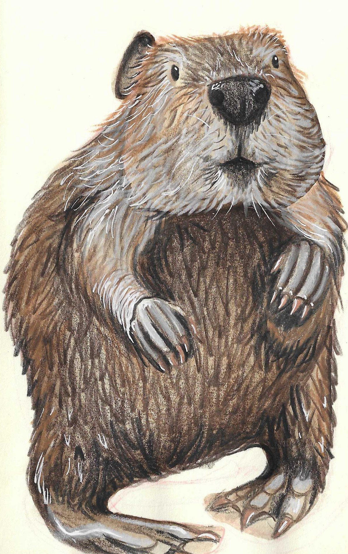 Watercolour illustration of a beaver sitting, facing forward with a neutral expression.