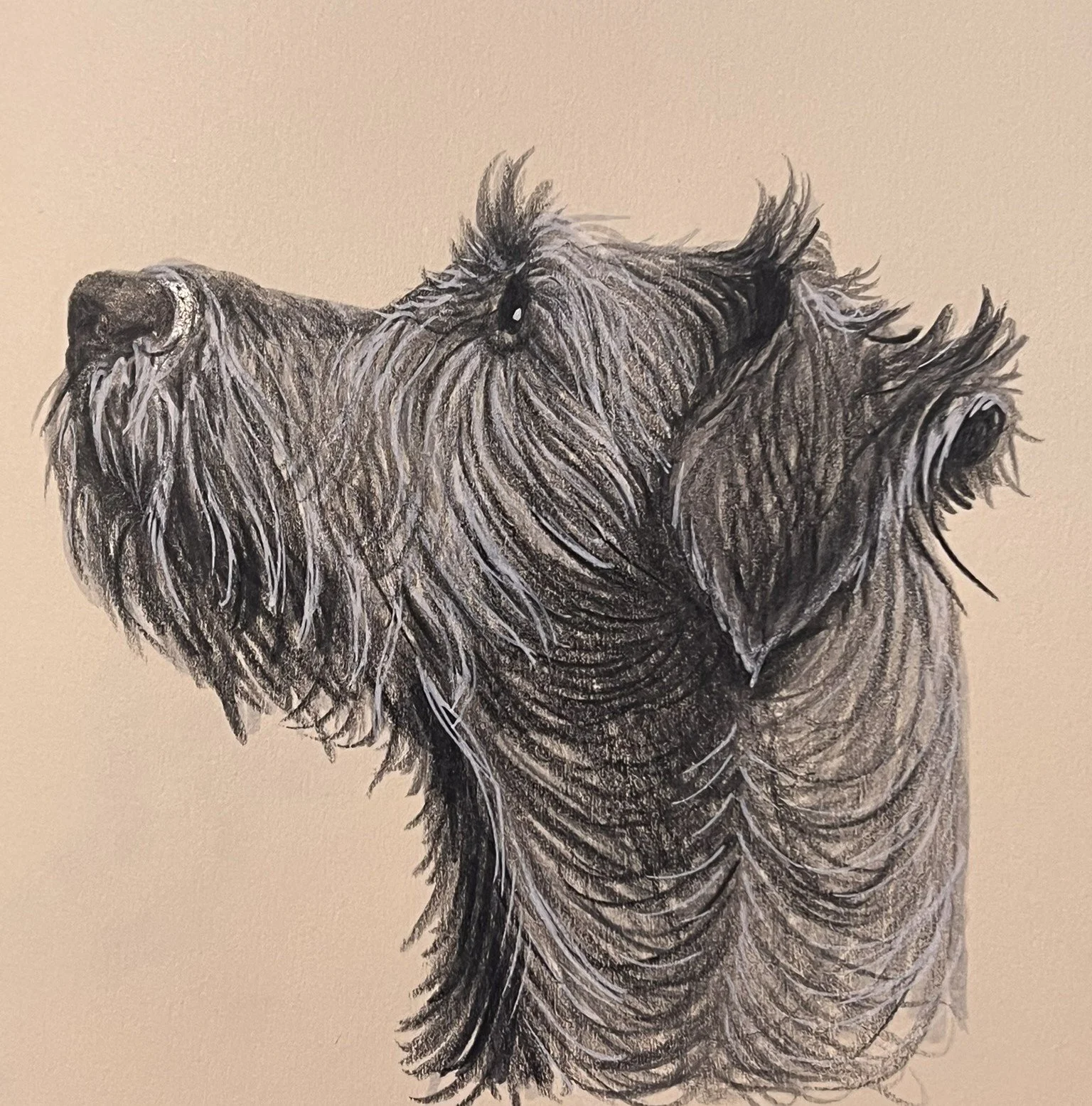 A detailed black and white drawing of a dog's head and upper body, with textured fur and expressive eyes, on a plain background.