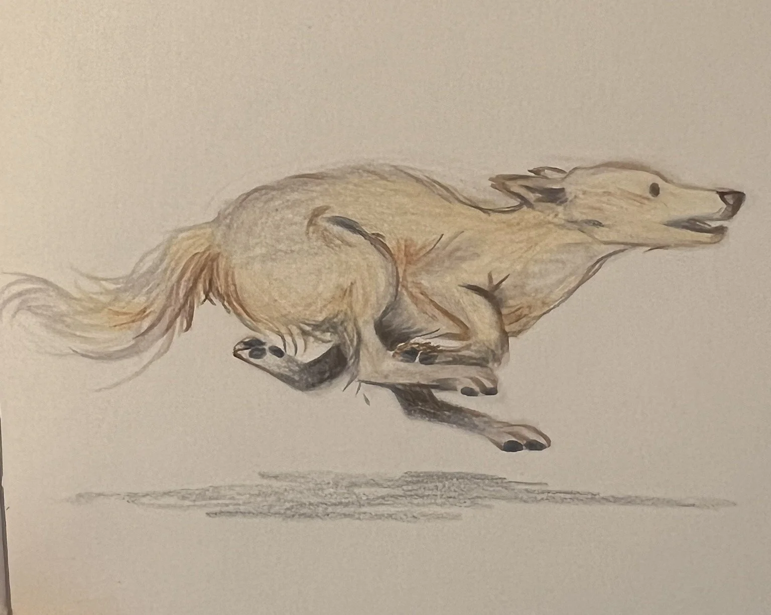 A watercolour painting of a running light-coloured dog with a flowing mane, shadow below, and a neutral background.