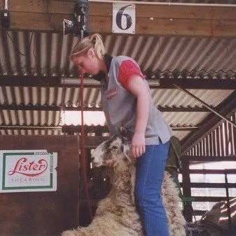 Young girl shearing a sheep in a barn