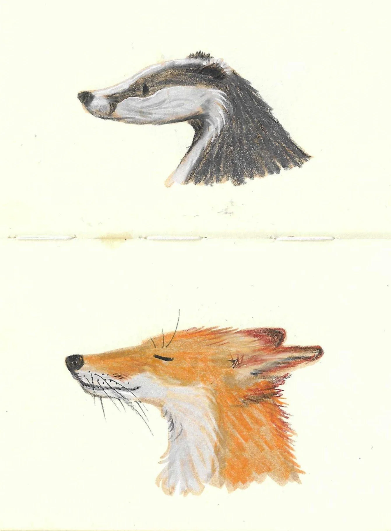 Watercolour drawings of a badger on top and a fox on the bottom, both in profile, with minimal background.