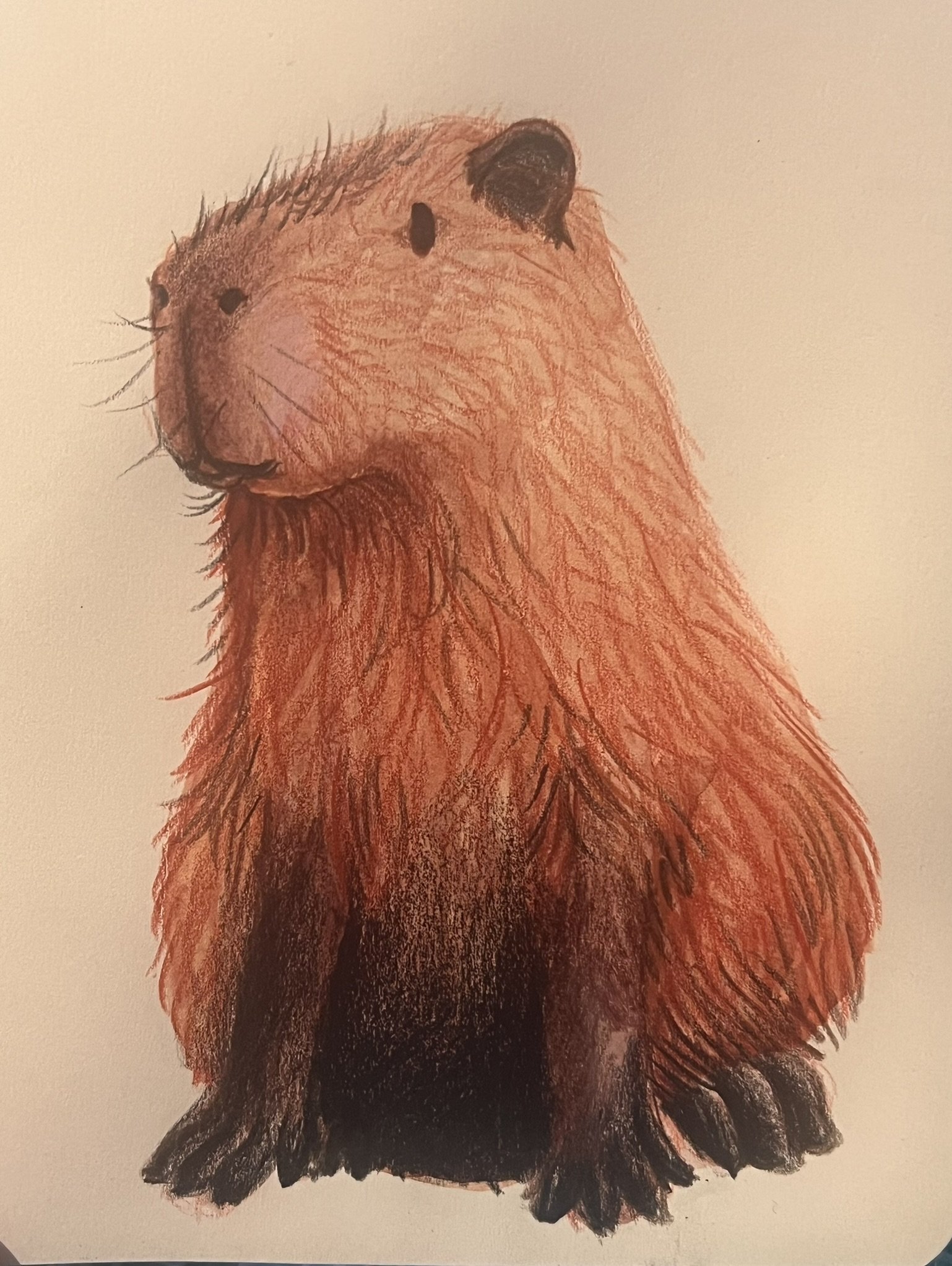 Hand-drawn illustration of a capybara with detailed fur, large nose, and small eyes, featuring light brown and dark brown shading.