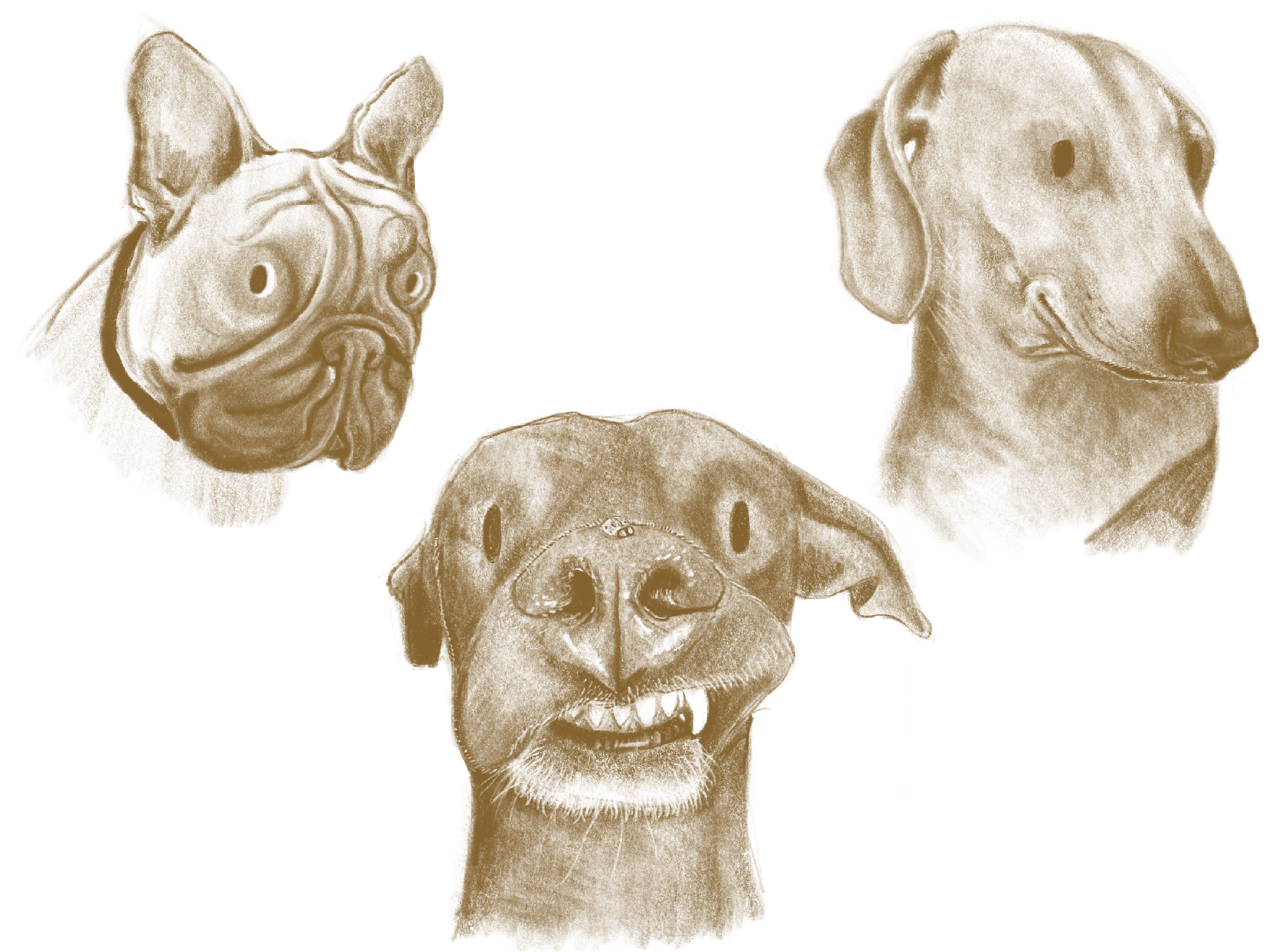 Sketches of various dogs.