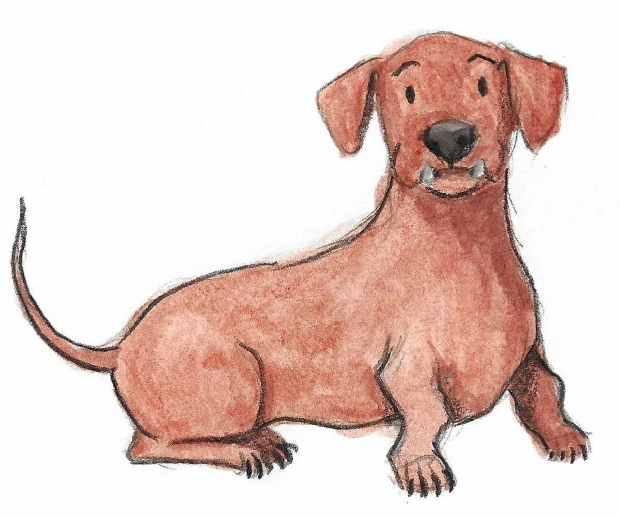 Hand-drawn illustration of a dog with a long body, short legs, brown fur, floppy ears, a big nose, and a friendly expression.