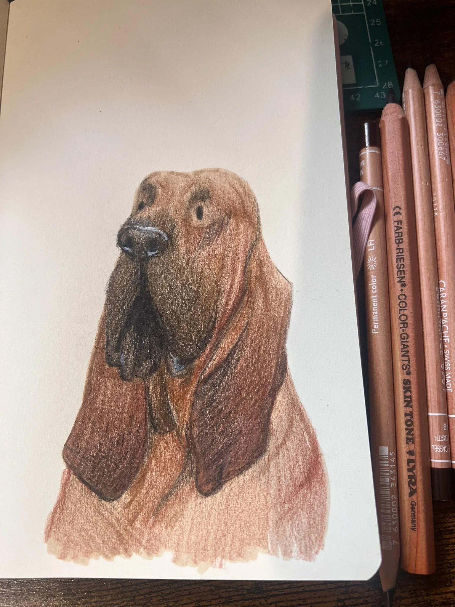Color illustration of a brown dog with a long face, floppy ears, and droopy eyes.