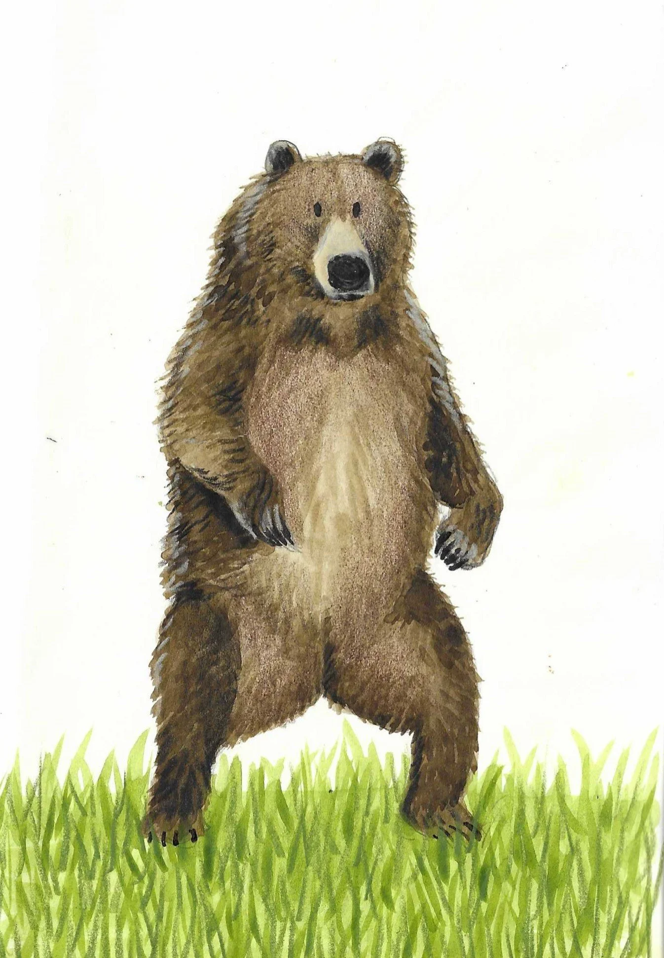 Watercolor painting of a standing brown bear on green grass with a white background.