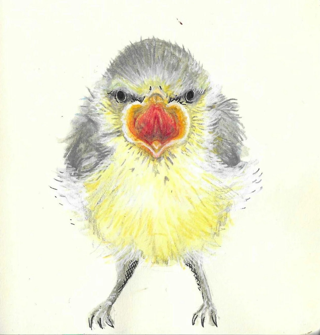 A colourful drawing of a chick with a fierce expression, with a prominent red beak, yellow and gray feathers, and small black legs.