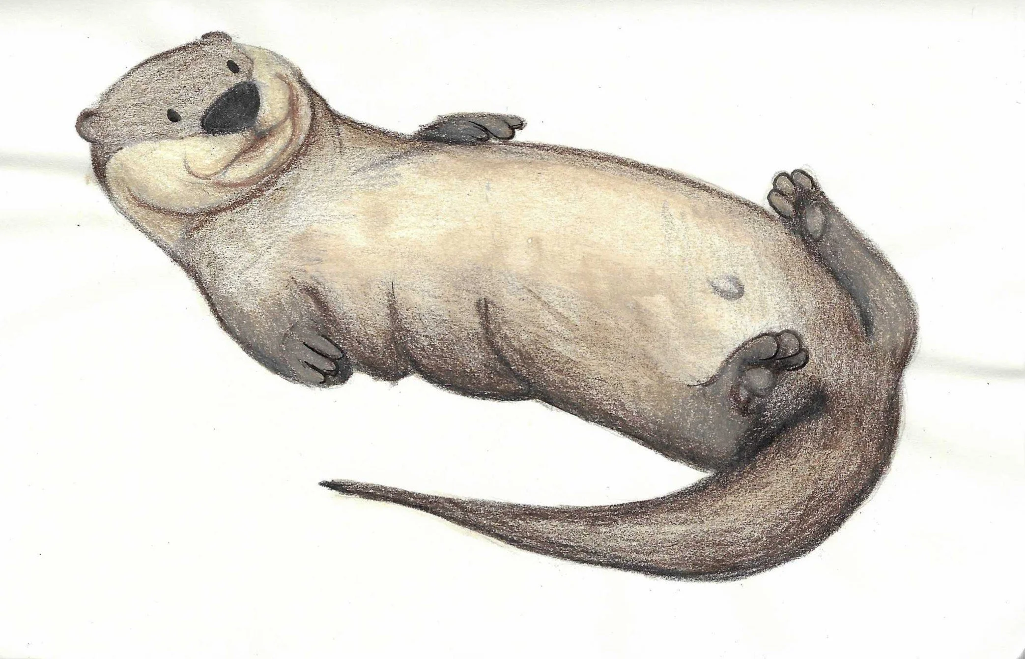 A hand-drawn illustration of an otter lying on its back on a white background.