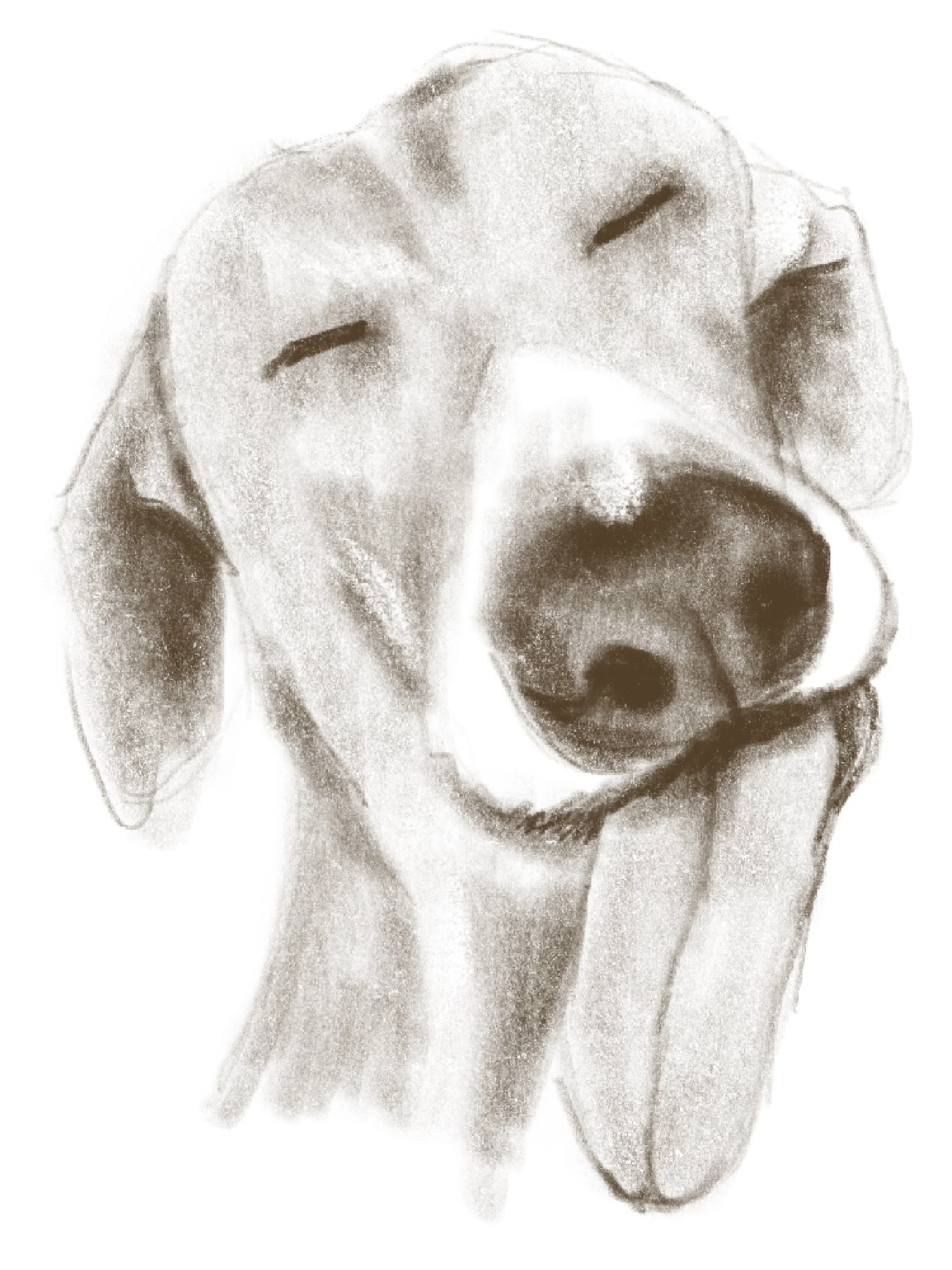A grayscale artistic depiction of a dog's face, featuring a prominent nose, closed eyes, and floppy ears.