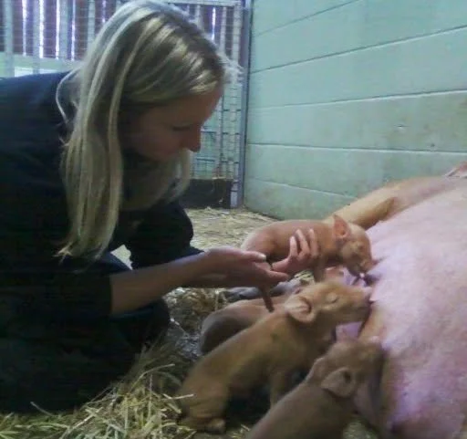 A woman crouching beside a pig and several piglets in a barn, feeding the piglets.