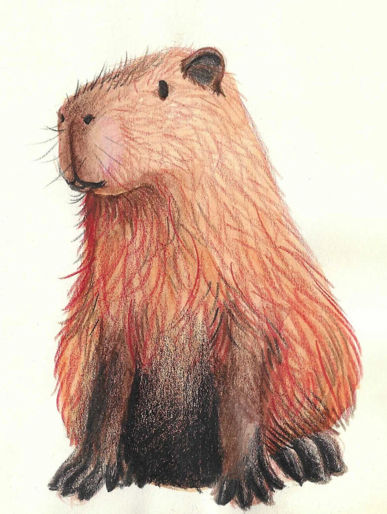 Colourful illustration of a capybara with brown fur, large head, and small eyes, on a white background.
