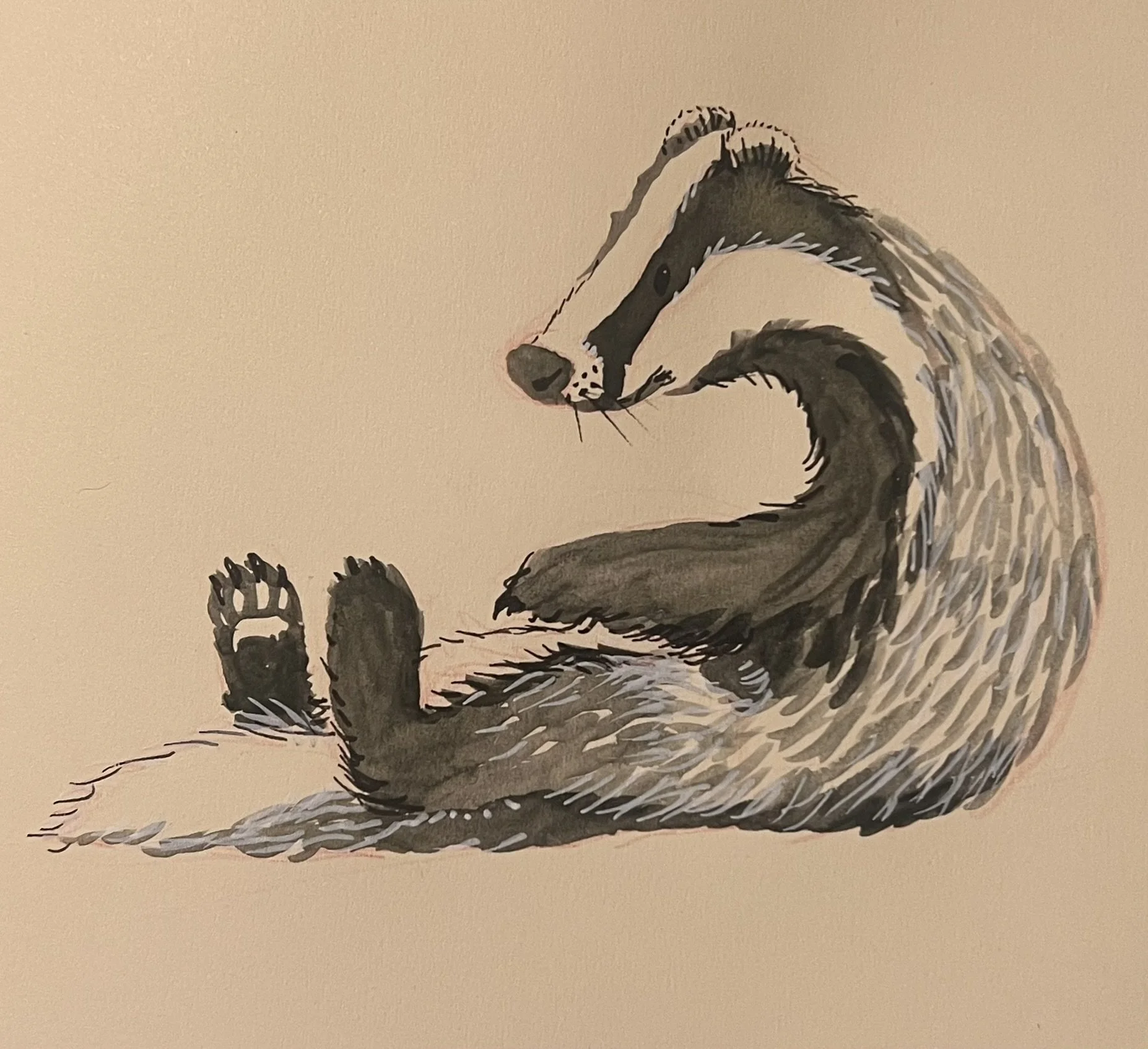 Watercolour painting of a badger lying on its back with paws up in the air, against a plain beige background.