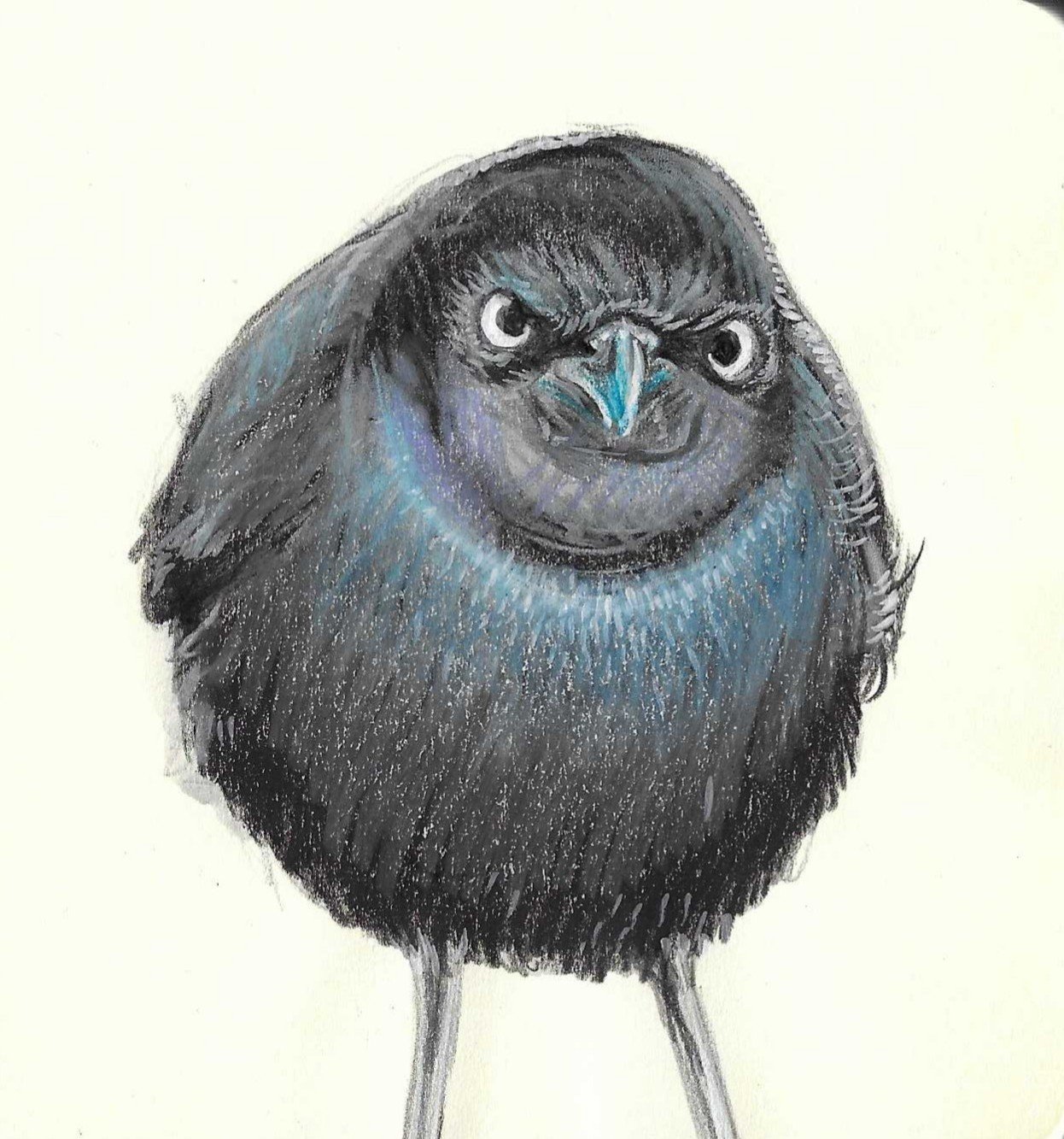 A coloured sketch of a bird with dark feathers, a blue and black face, and a stern expression, standing against a light background.
