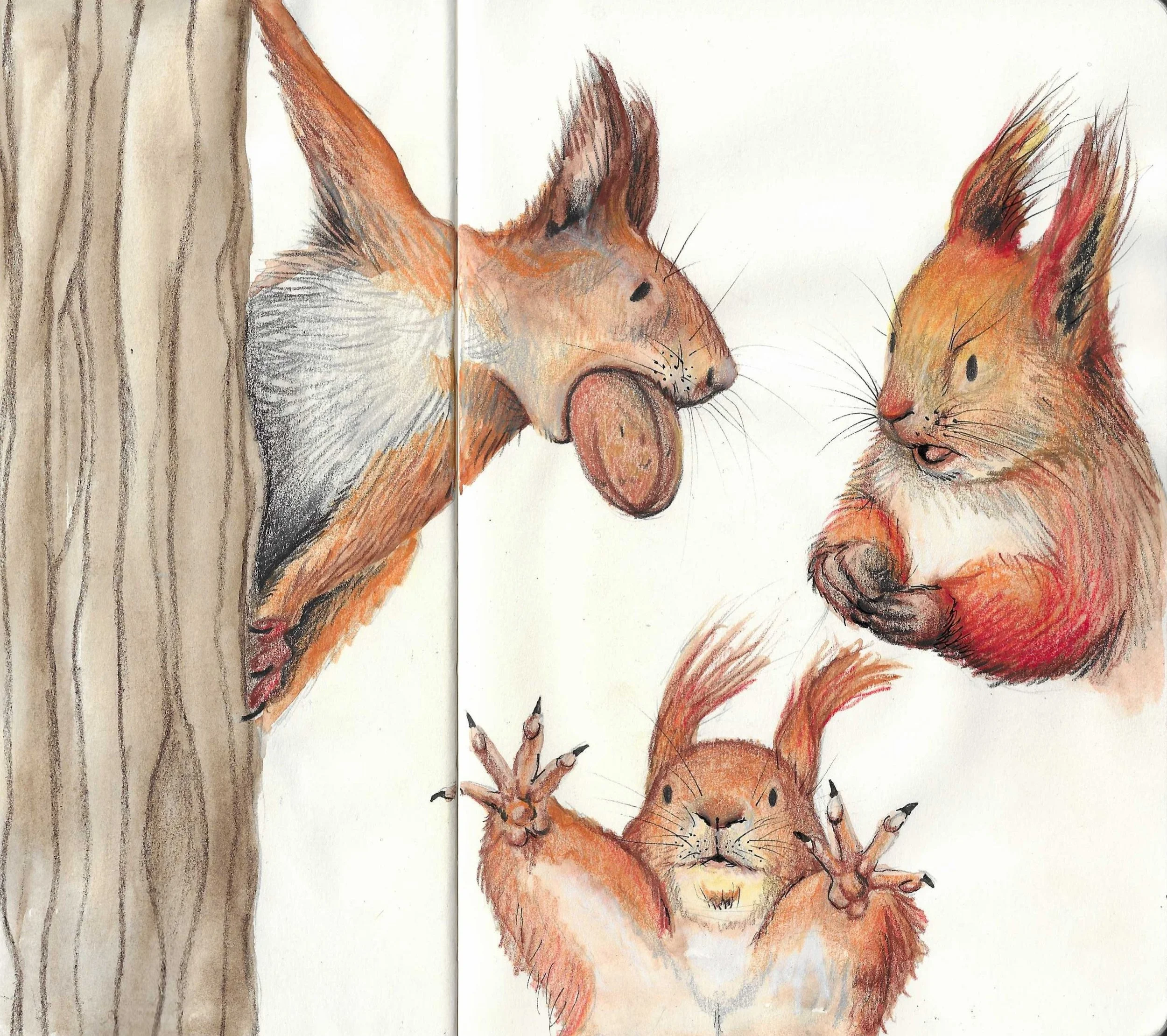 Colourful illustration of a red Squirrel peeking from behind a tree, holding its paws up and standing looking to the side.