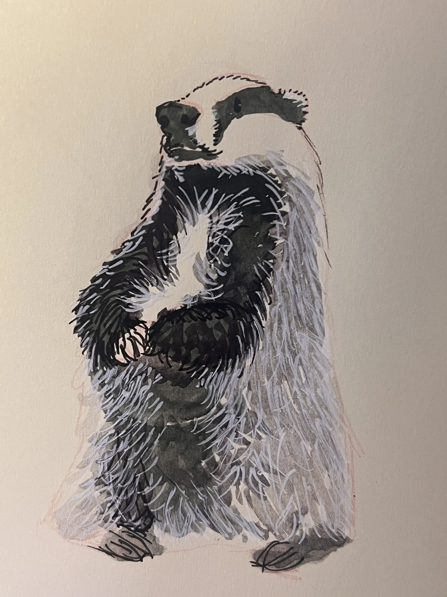 Watercolour painting of a badger standing on all fours, with detailed black, white, and grey fur markings, set against a plain light background.
